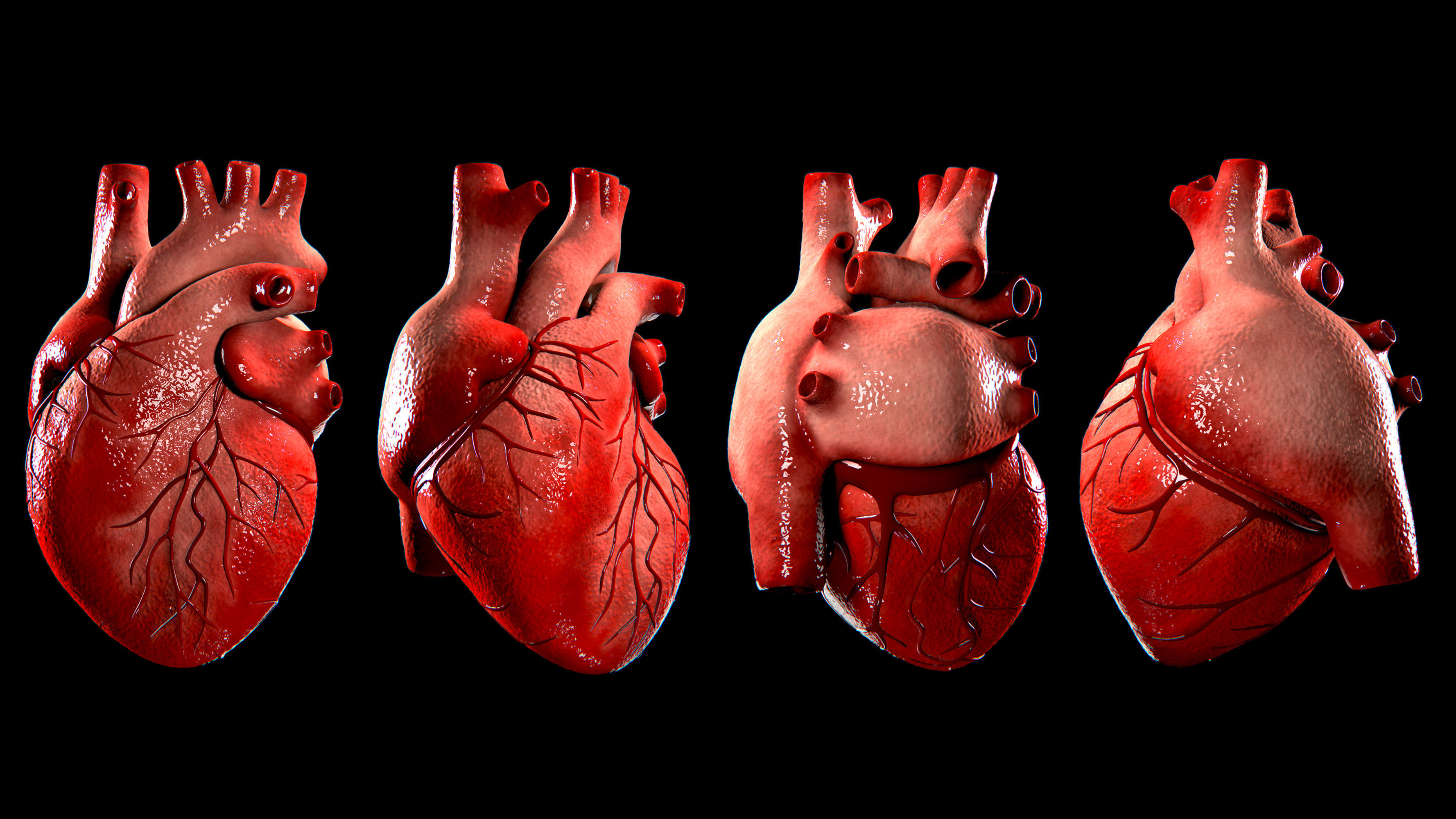 Anatomical Human Heart Game Ready Low-poly 3D model_3