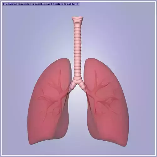 Lungs -- Respiratory System Low-poly 3D model