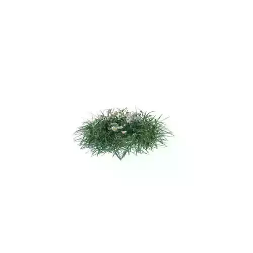 Grass   Small Flowering Shrub