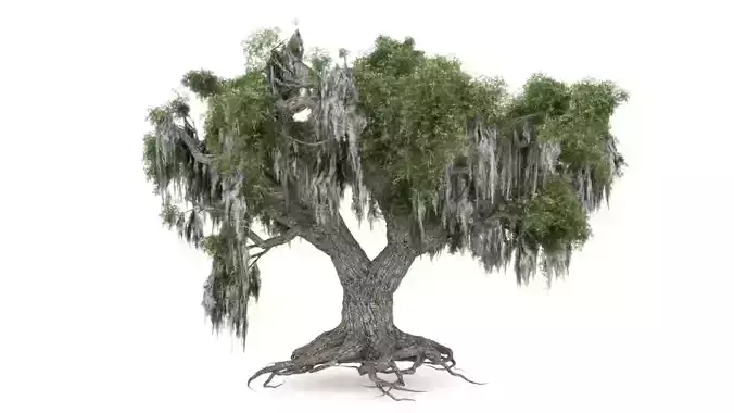 Old Tree Model