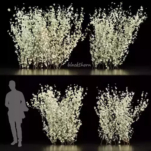 Collection plant vol 355 - bush - blackthorn c4d - 3ds - ble