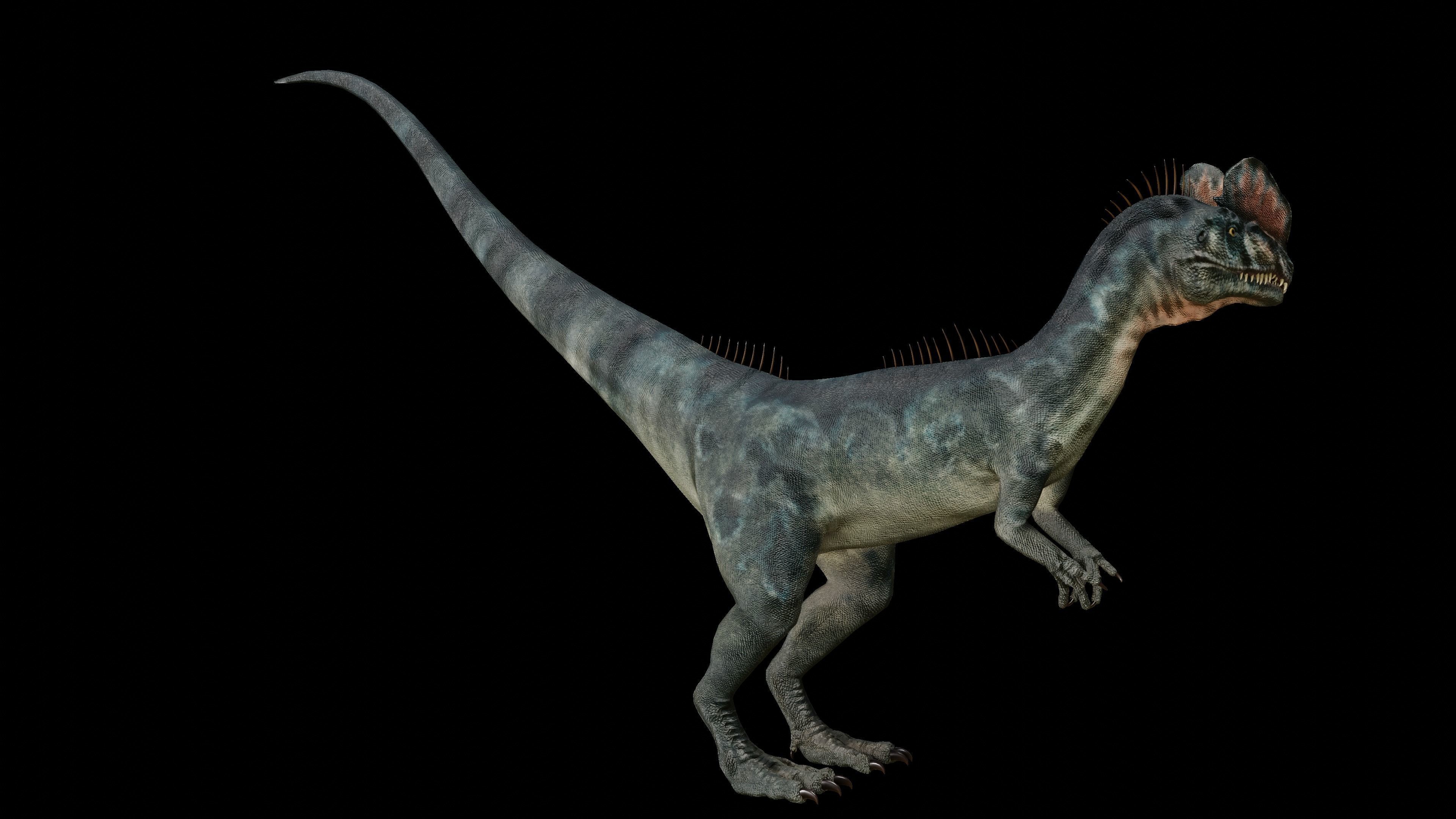 Dilophosaurus 3D Model dinosaur Low-poly 3D model_14