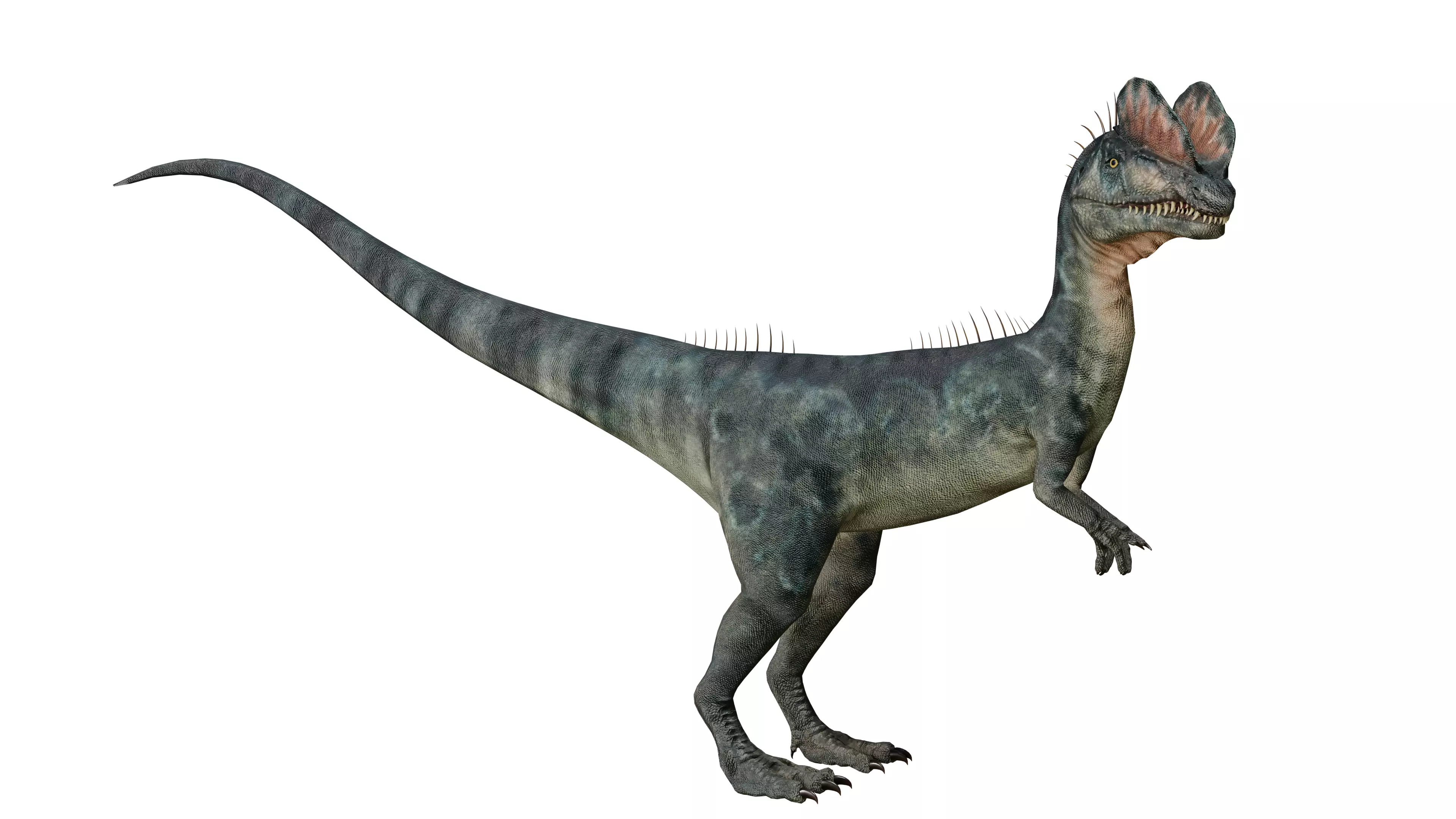 Dilophosaurus 3D Model dinosaur Low-poly 3D model_0