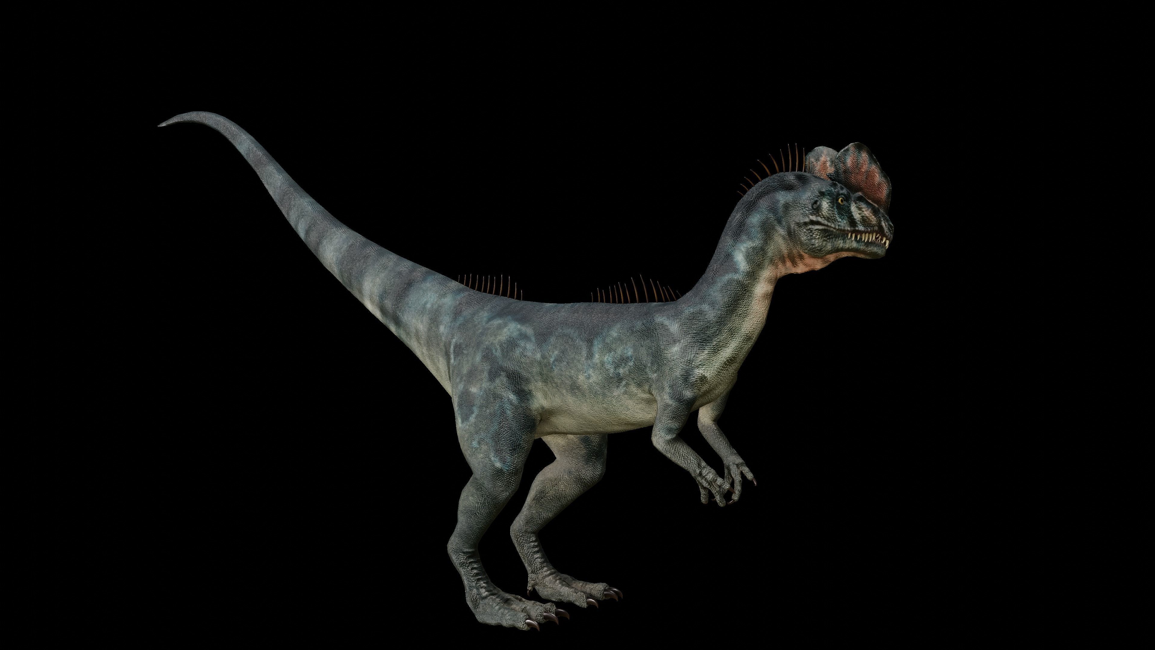 Dilophosaurus 3D Model dinosaur Low-poly 3D model_12