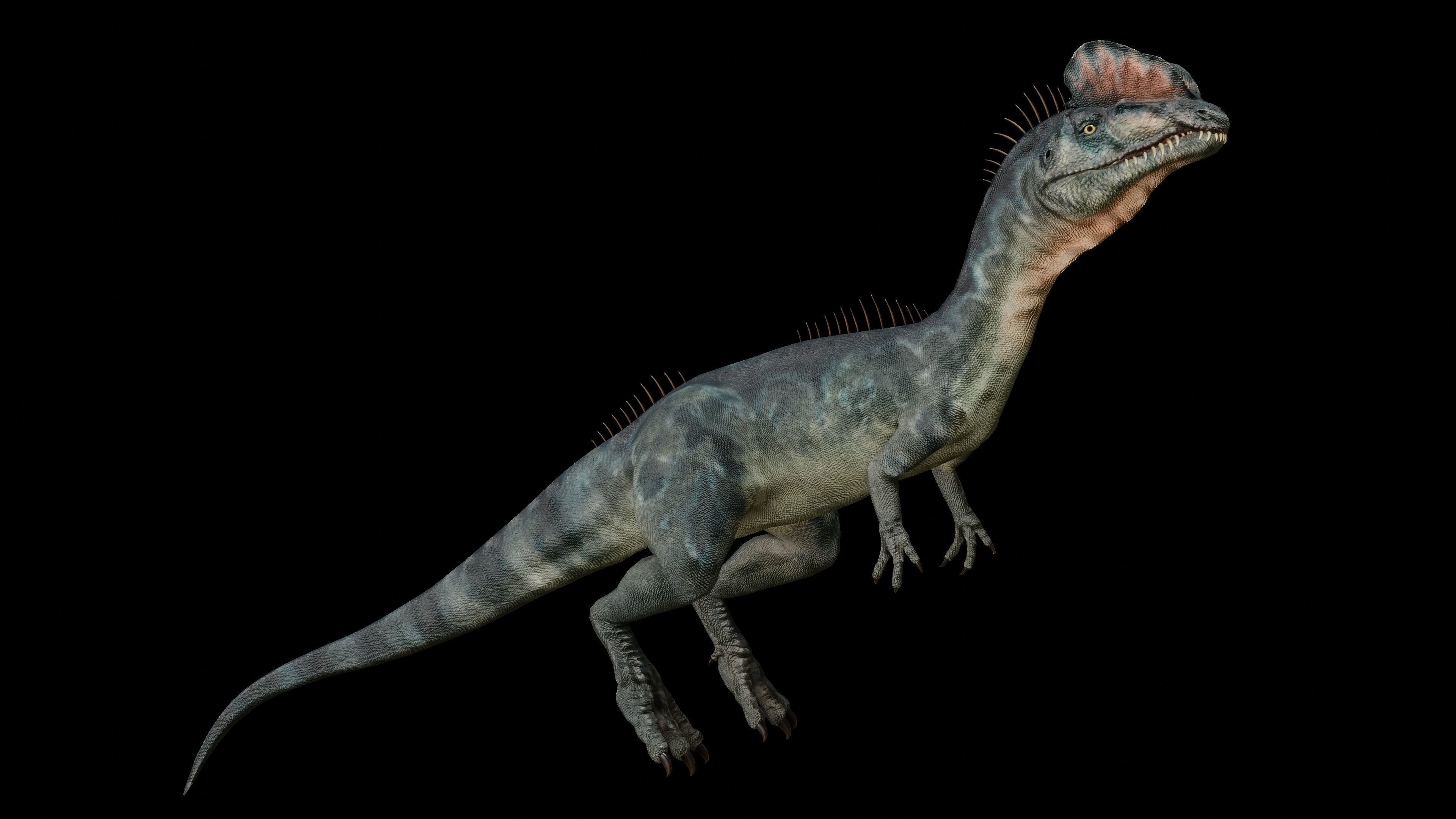 Dilophosaurus 3D Model dinosaur Low-poly 3D model_9