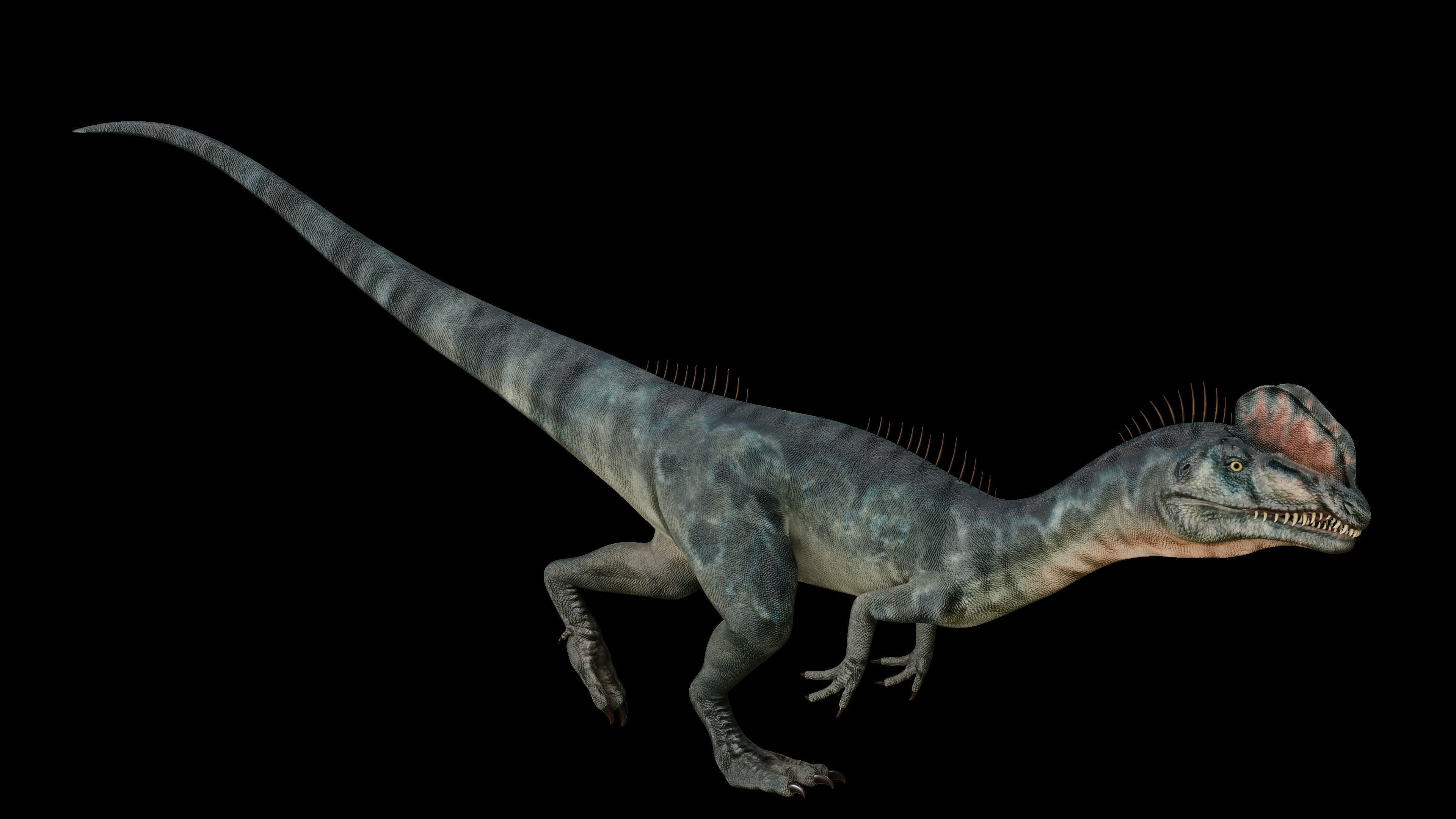 Dilophosaurus 3D Model dinosaur Low-poly 3D model_11