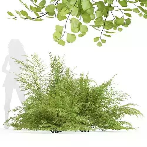 New Plant High detail Adiantum Capillus Veneris Fern Bush 3D model