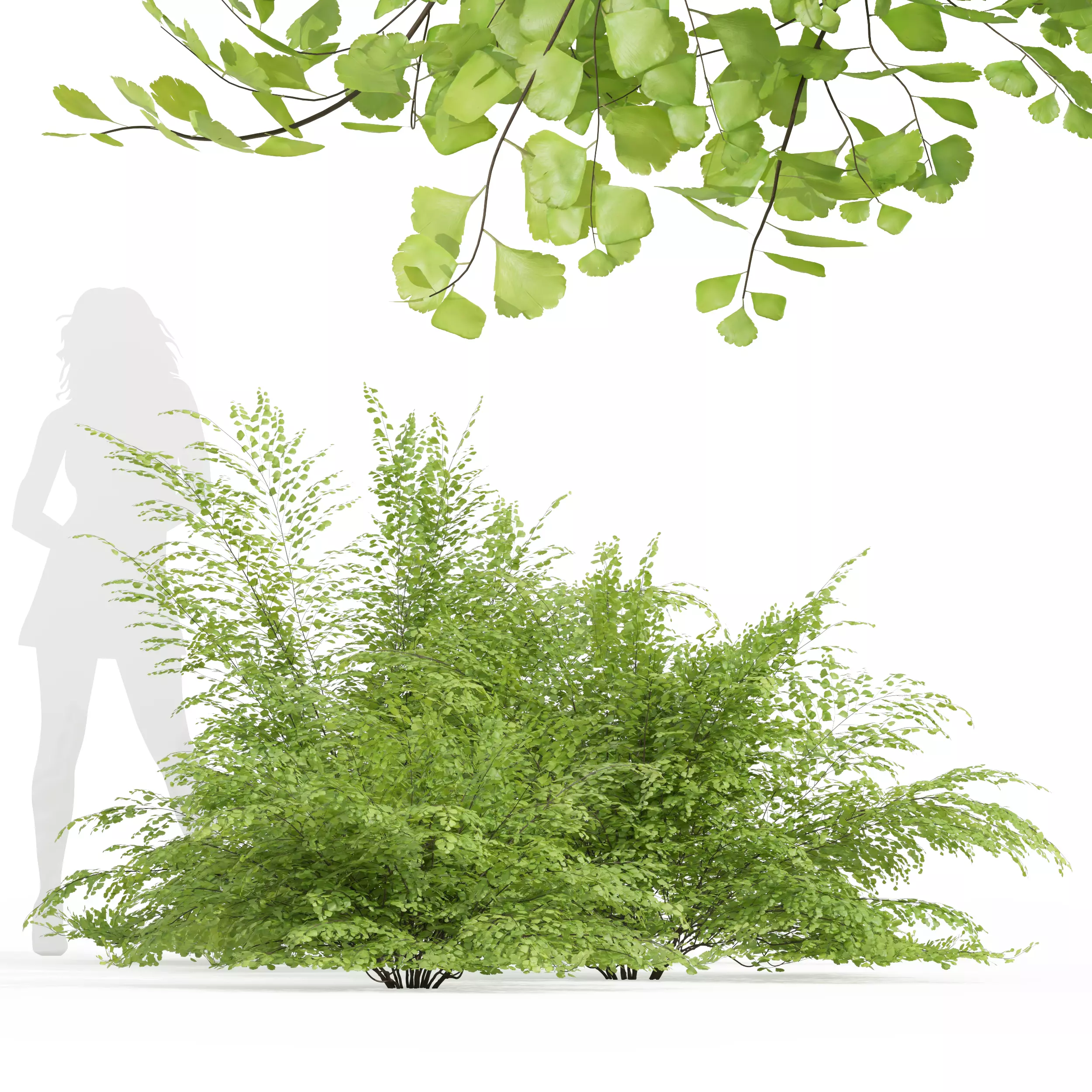 New Plant High detail Adiantum Capillus Veneris Fern Bush 3D model