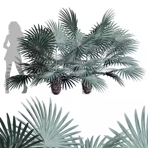 New Plant High detail Bismarckia Nobilisi Palm Decorative Small 3D model