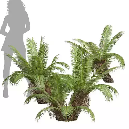 New Plant High detail Brainea Insignis Fern Bush