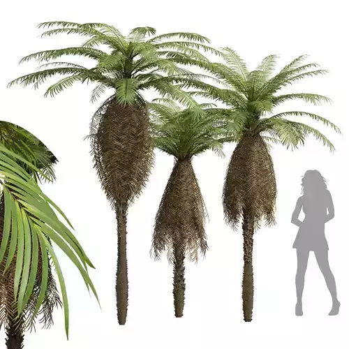 New Plant High detail Brainea Insignis Fern Long Beard Tall