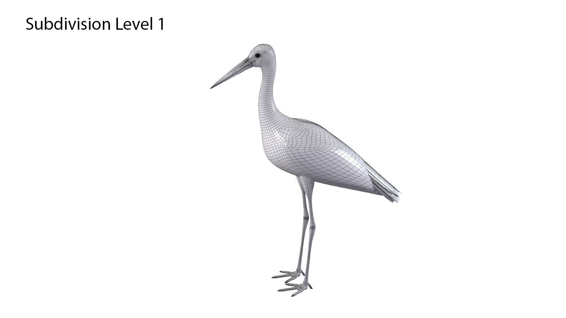 White Stork 3D model_11