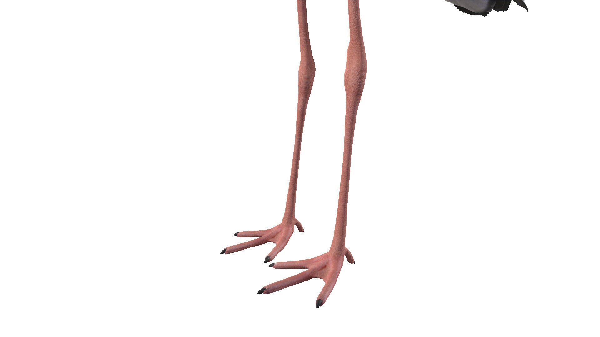 White Stork 3D model_6