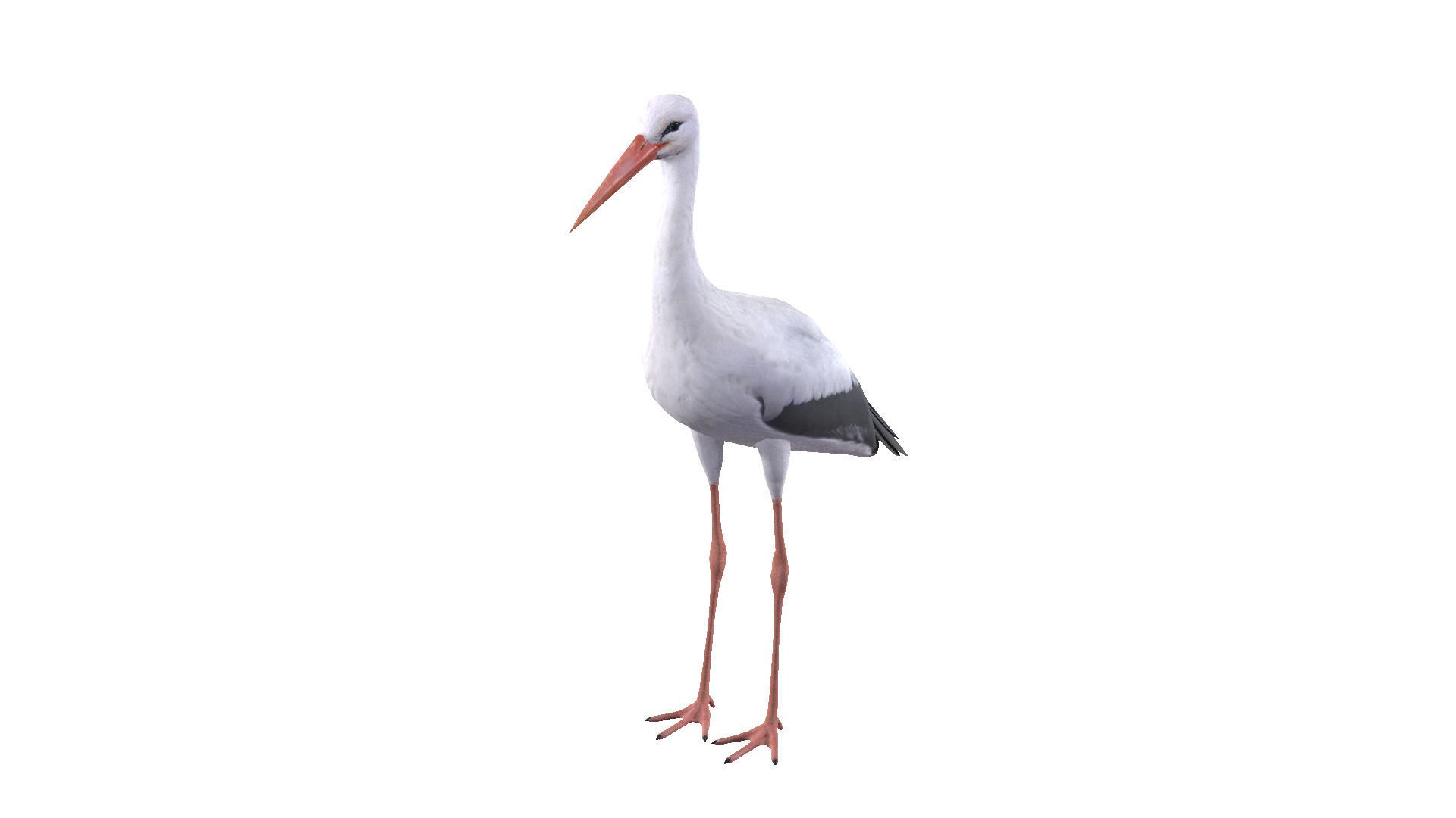White Stork 3D model_2