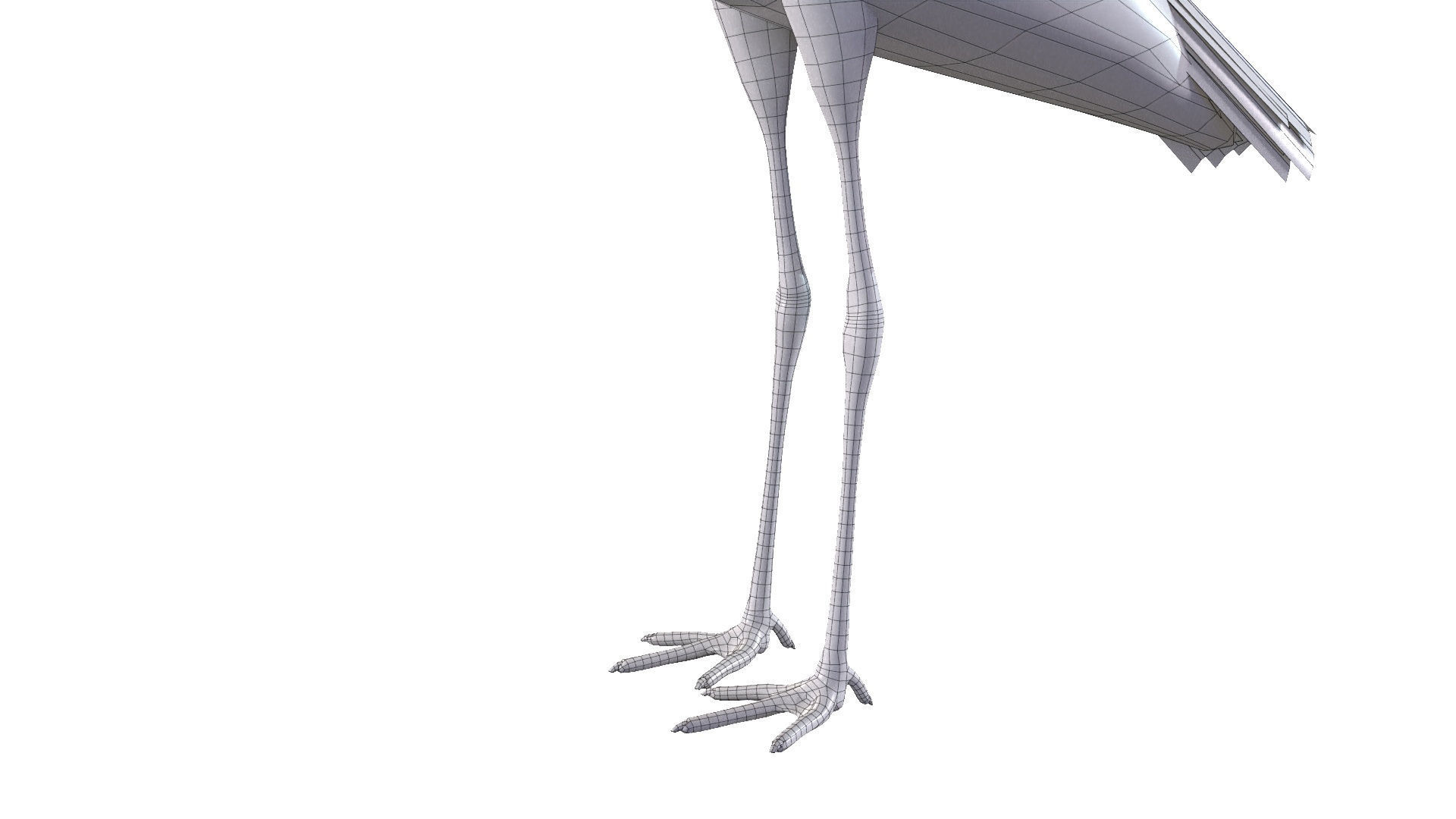 White Stork 3D model_9