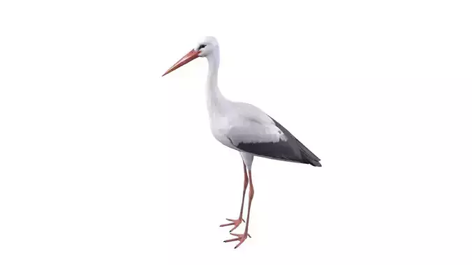 White Stork 3D model