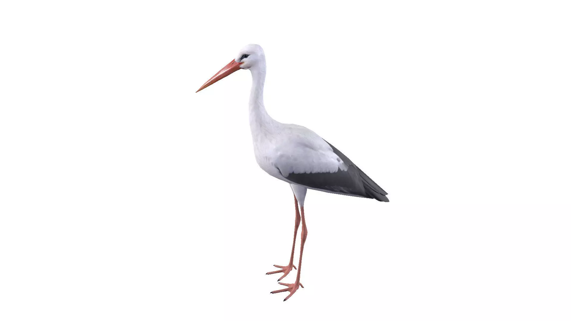 White Stork 3D model_0