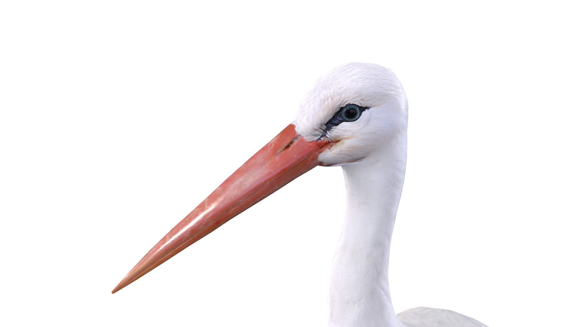 White Stork 3D model_5