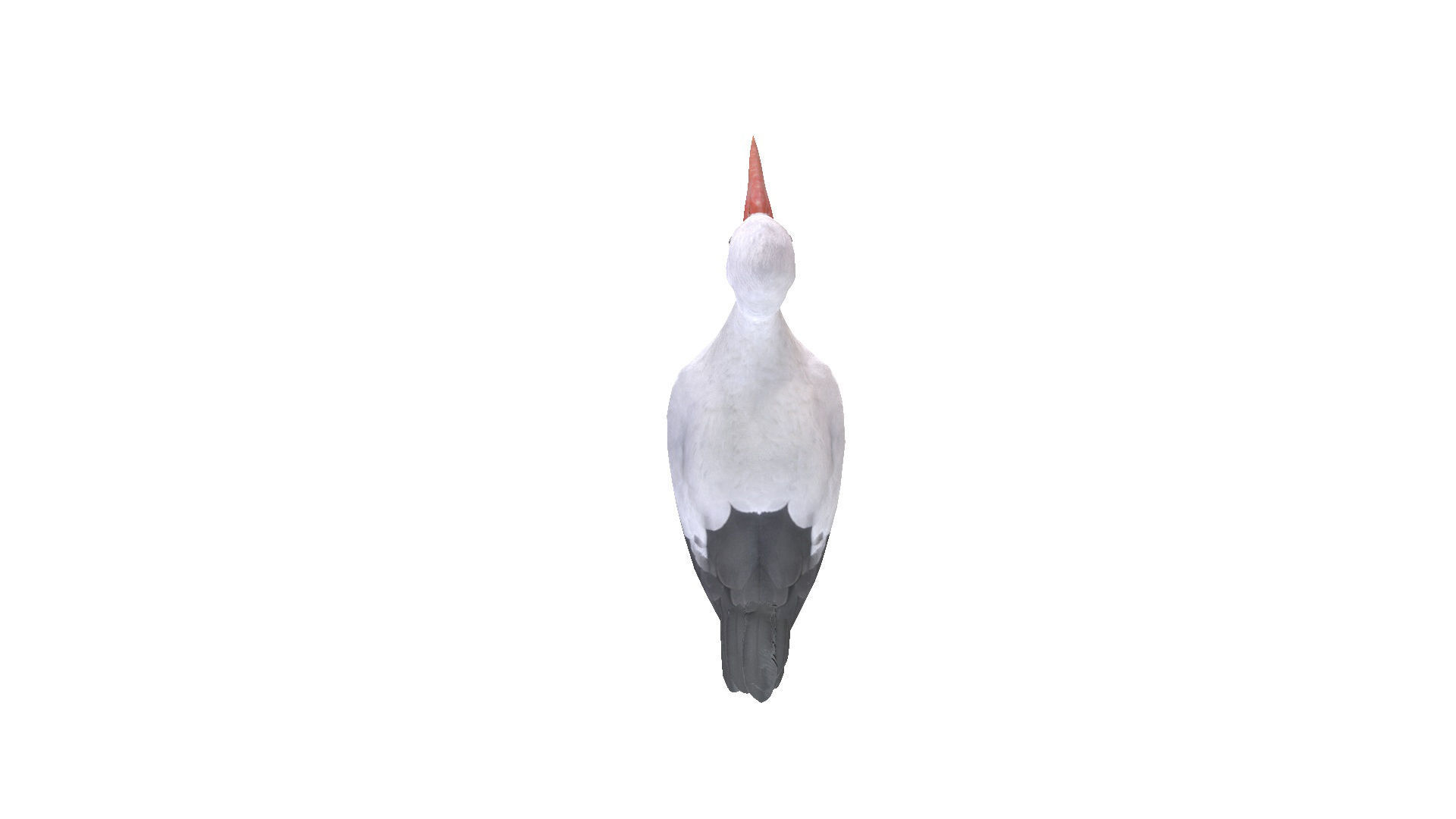 White Stork 3D model_4