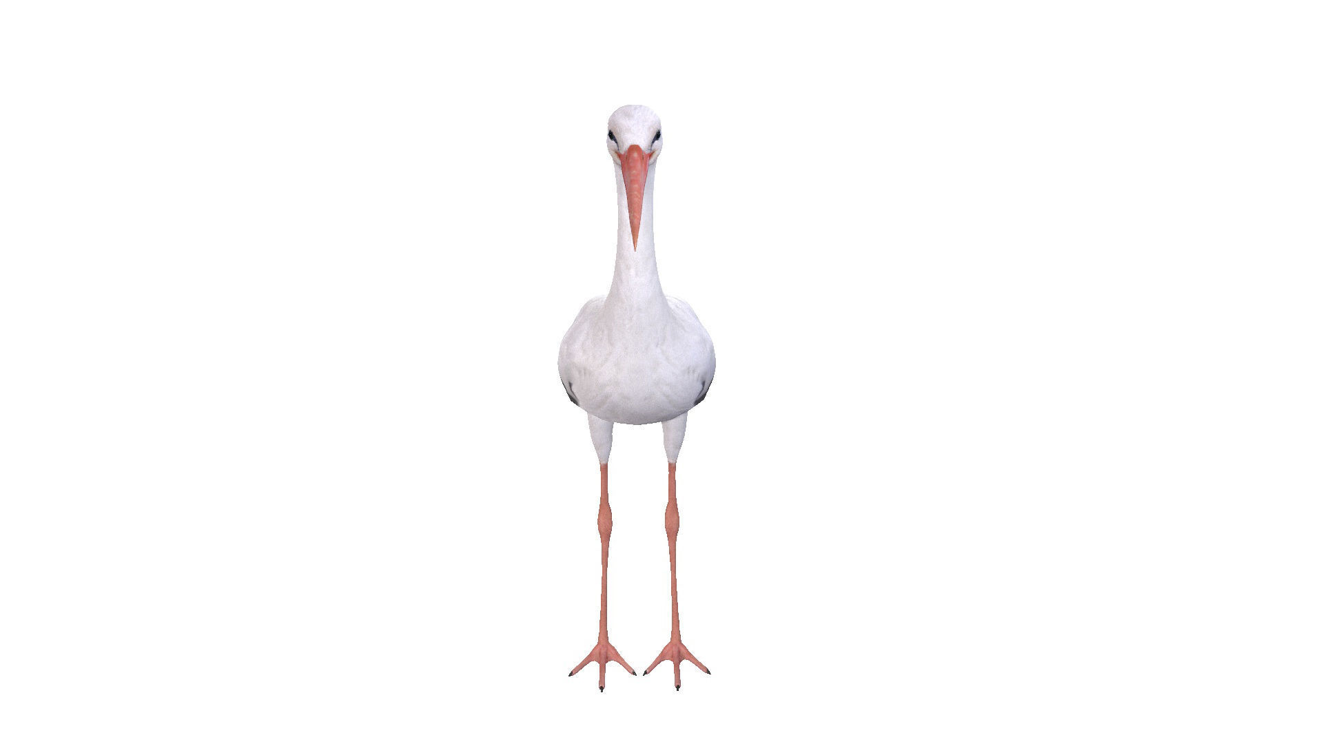 White Stork 3D model_3