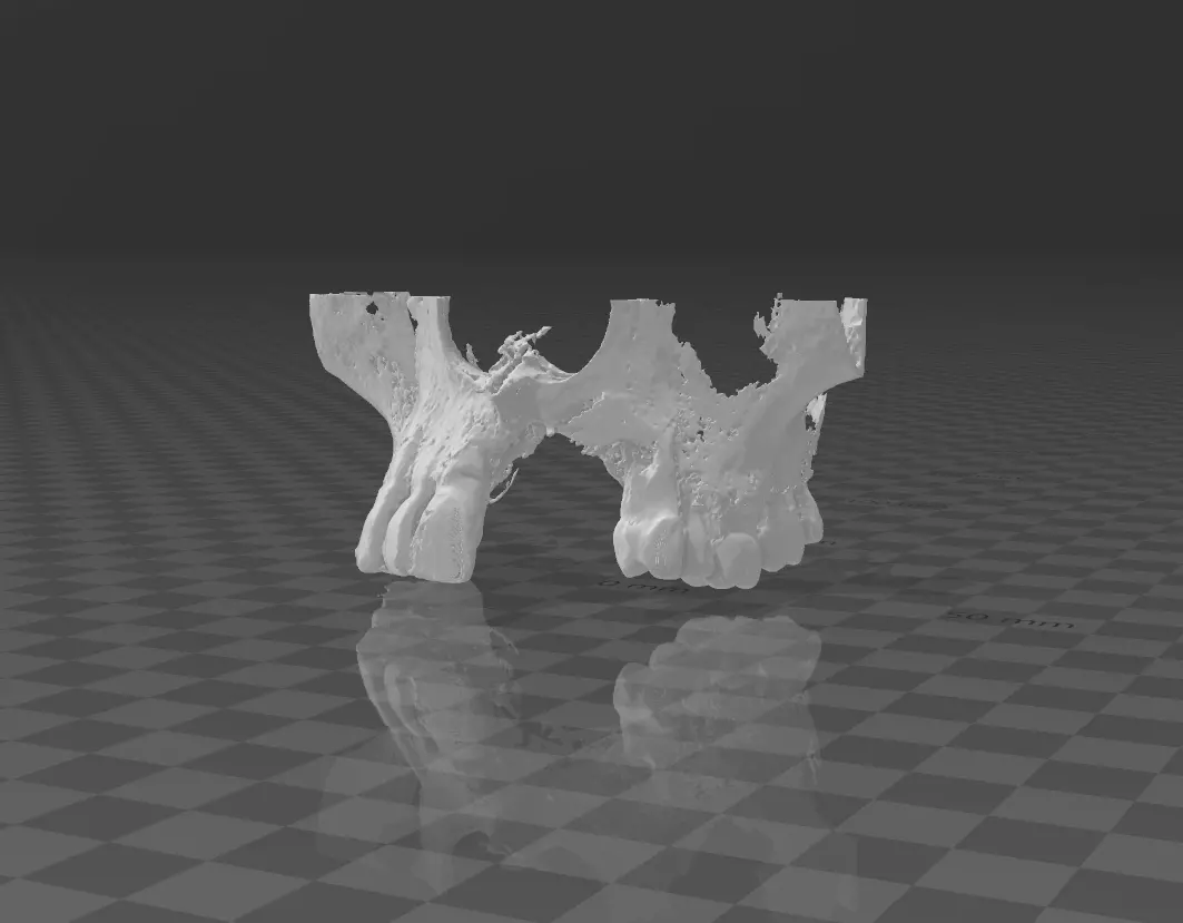 maxilla tooth Free 3D model_0