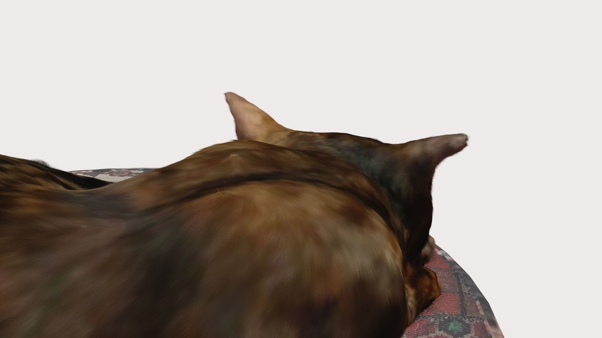 Realistic Breathing Cat Low-poly 3D model_6