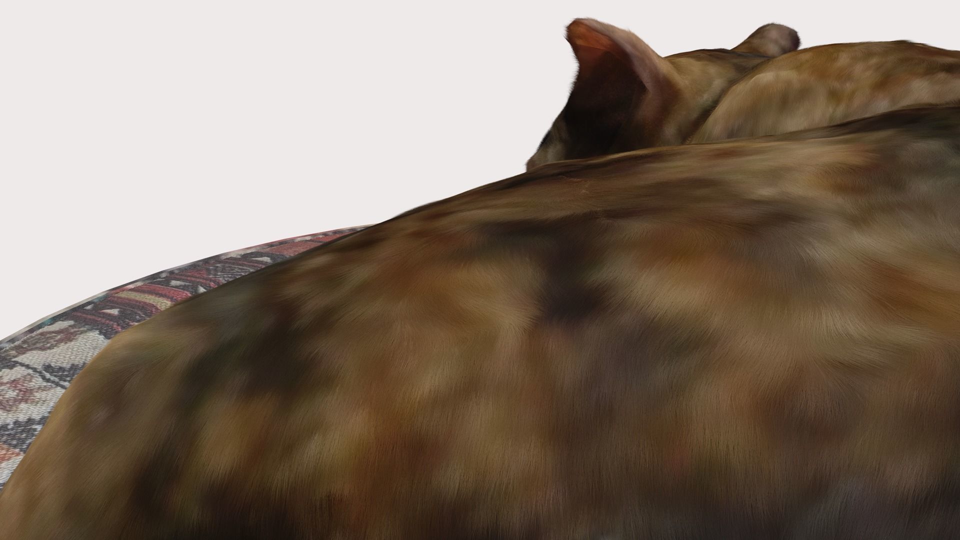 Realistic Breathing Cat Low-poly 3D model_7