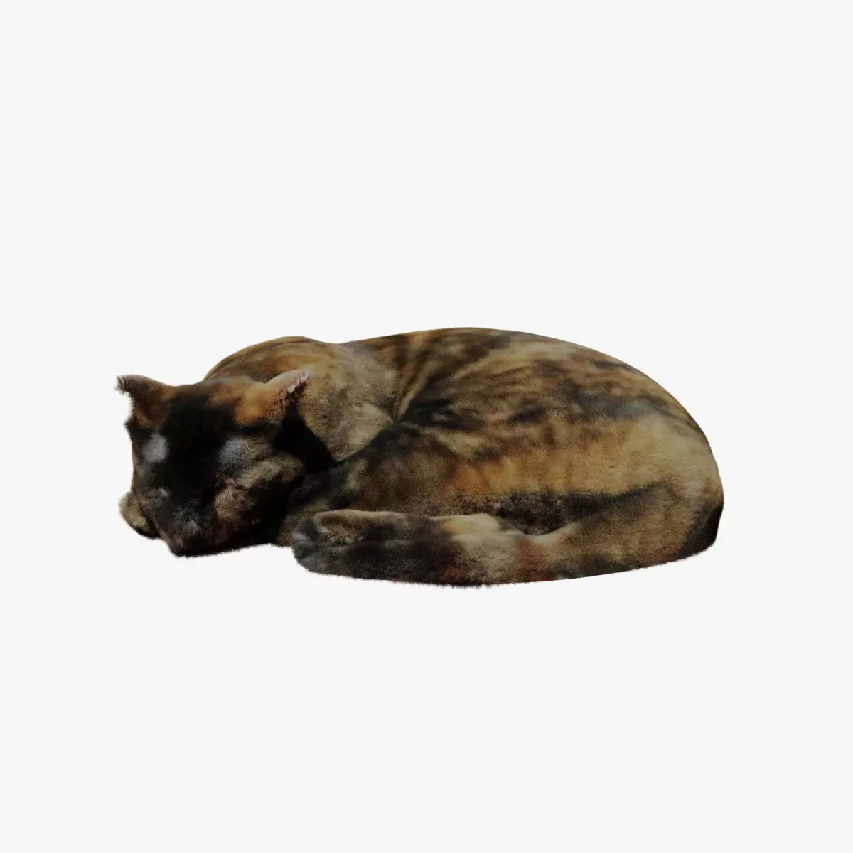 Realistic Breathing Cat Low-poly 3D model_0