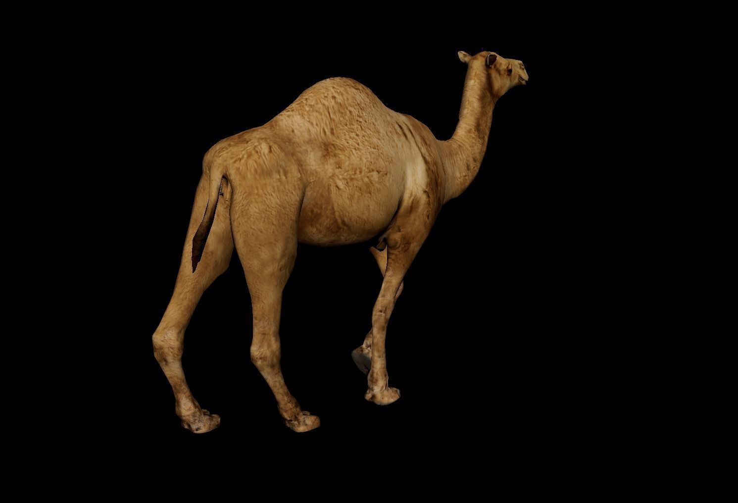 Camel 3D Model with Walk Animation - Game-Ready Low-poly 3D model_2