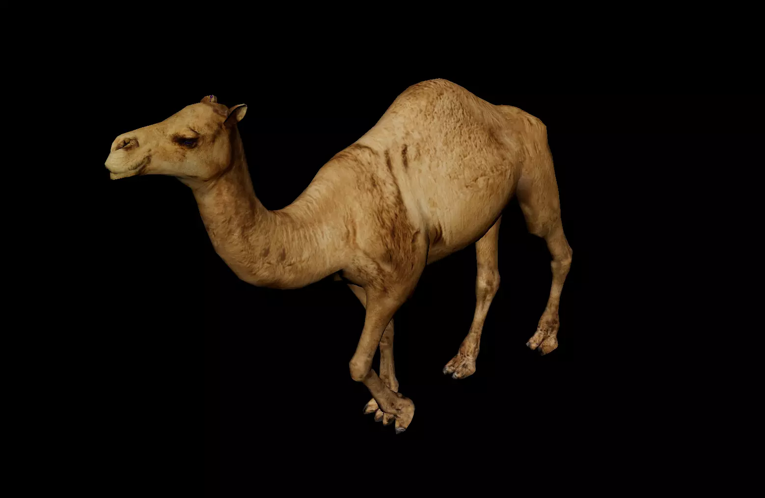 Camel 3D Model with Walk Animation - Game-Ready Low-poly 3D model_0