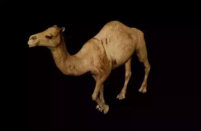 Camel 3D Model with Walk Animation - Game-Ready