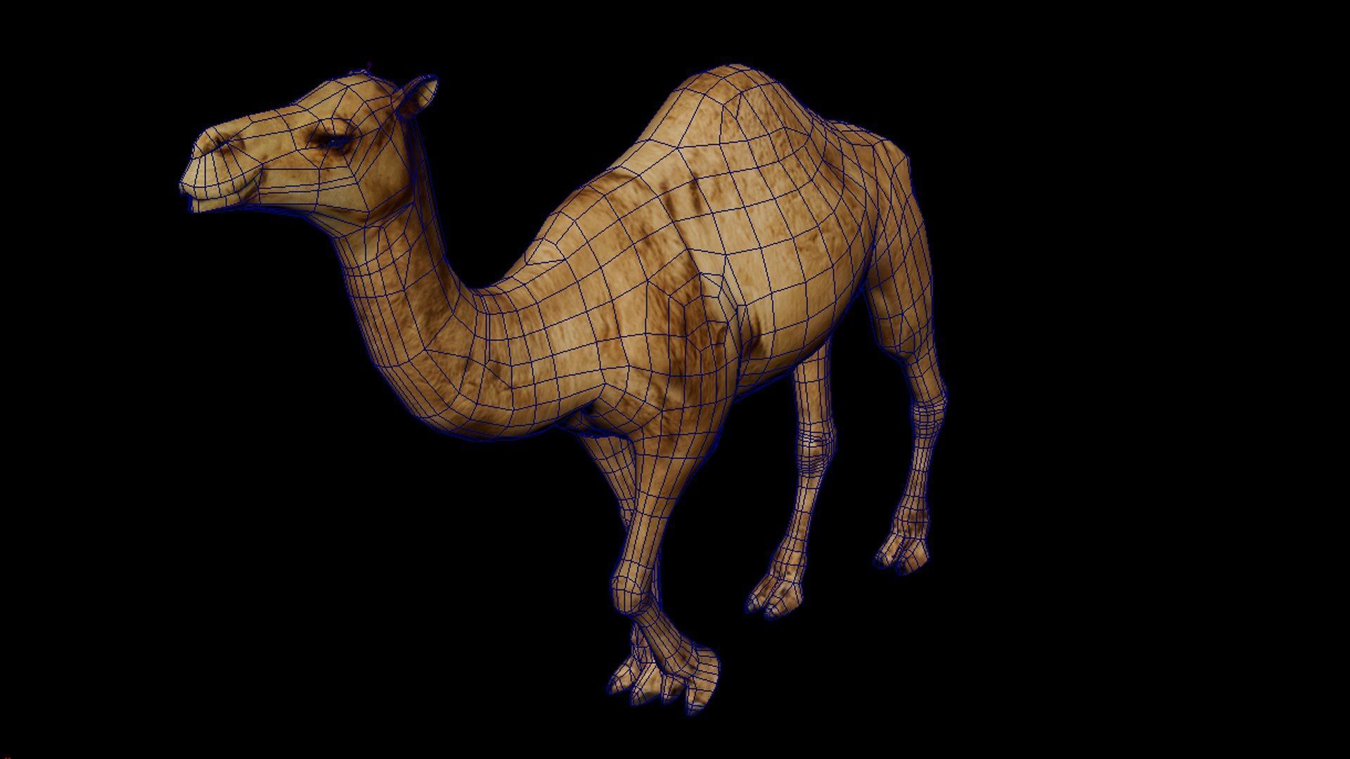 Camel 3D Model with Walk Animation - Game-Ready Low-poly 3D model_5