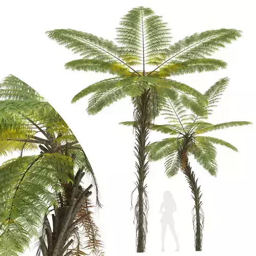 New Plant High detail Alsophila Spinulosa Fern Decorative Tall