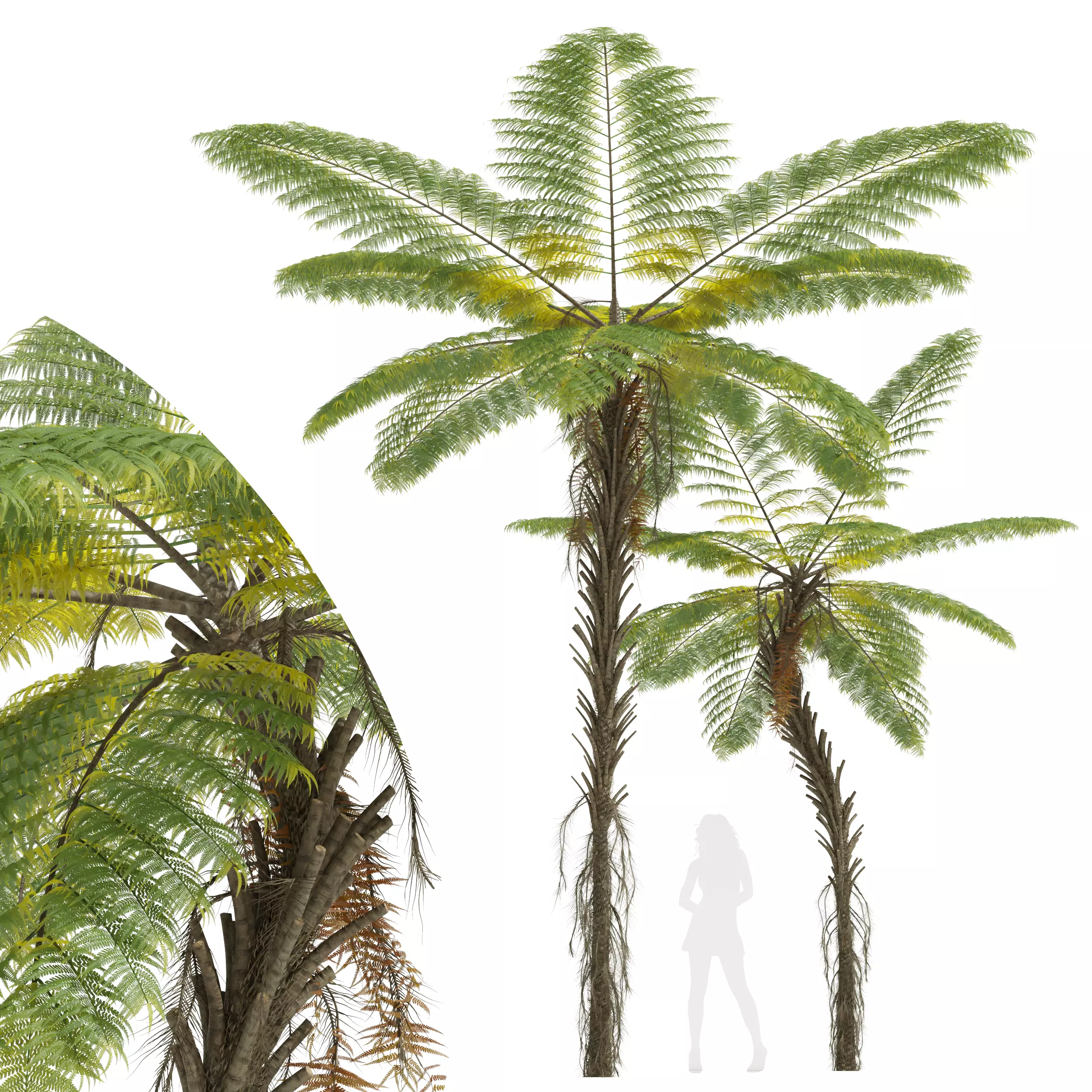 New Plant High detail Alsophila Spinulosa Fern Decorative Tall 3D model