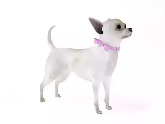 White Female Chihuahua 3D model White Female Chihuahua 3D model
