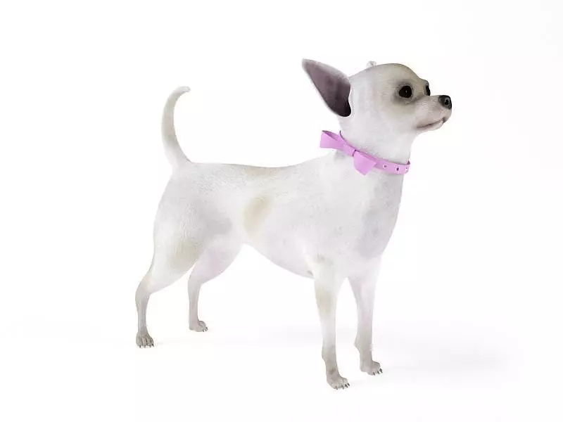 White Female Chihuahua 3D model_0