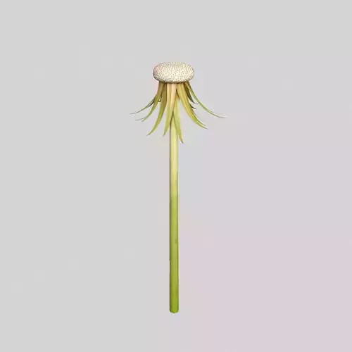 Dandelion Head V1 3D model