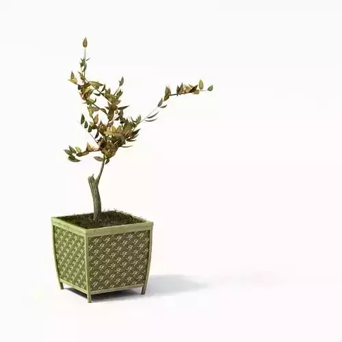 Small Tree In Planter