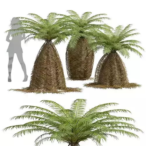 New Plant High detail Brainea Insignis Fern Long Beard Medium