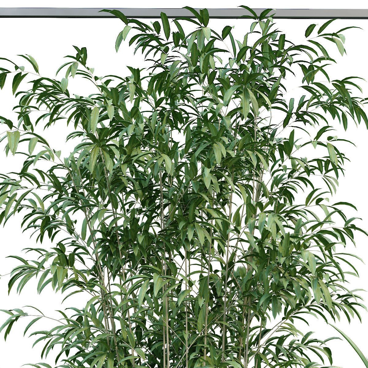 Interior plant in box set 251 3D model_3