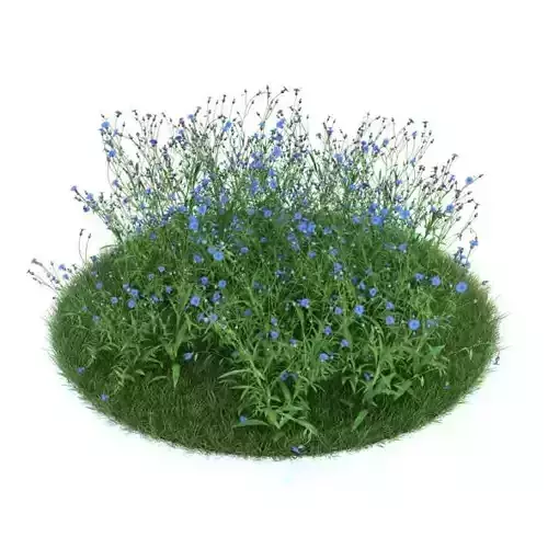 Centaurea Cyanus   Cornflower Plant 3D model