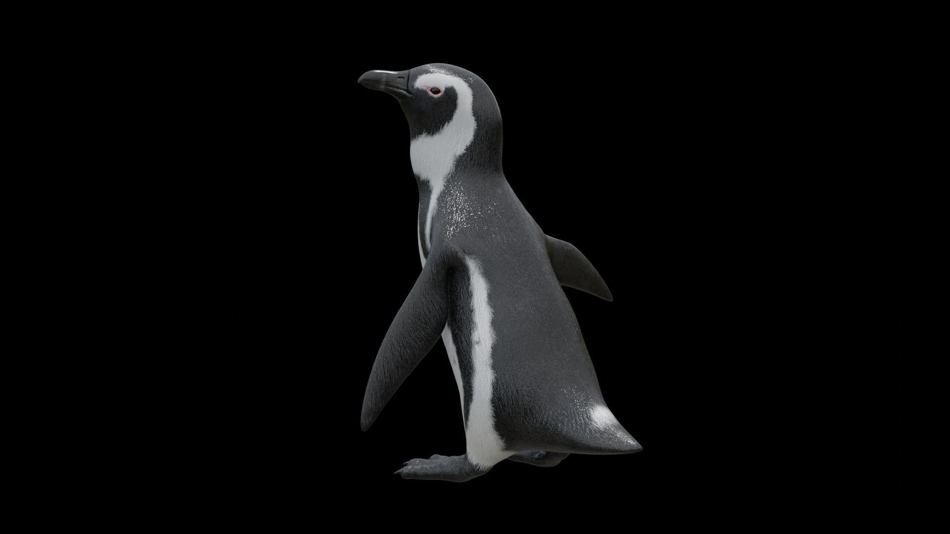African penguin Low-poly 3D model_13