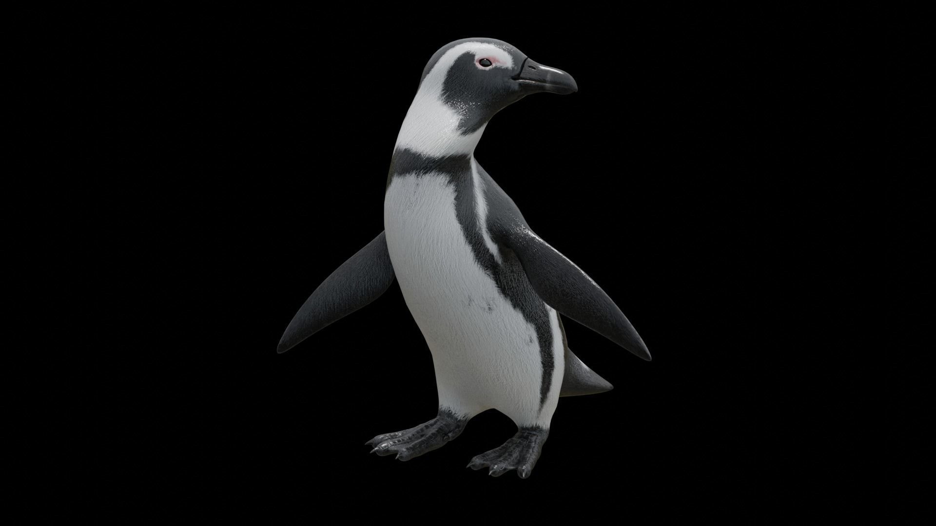 African penguin Low-poly 3D model_25