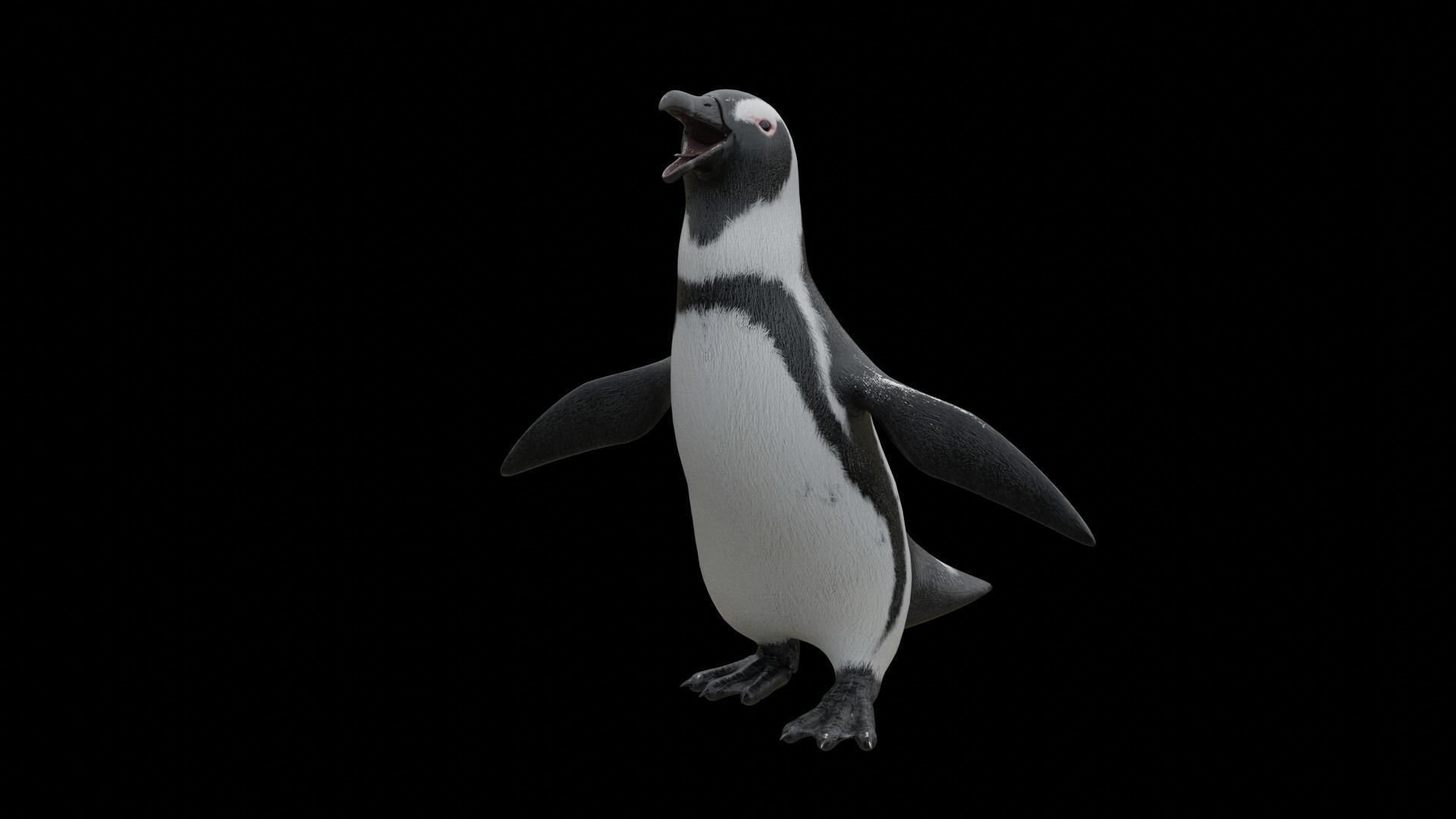 African penguin Low-poly 3D model_27