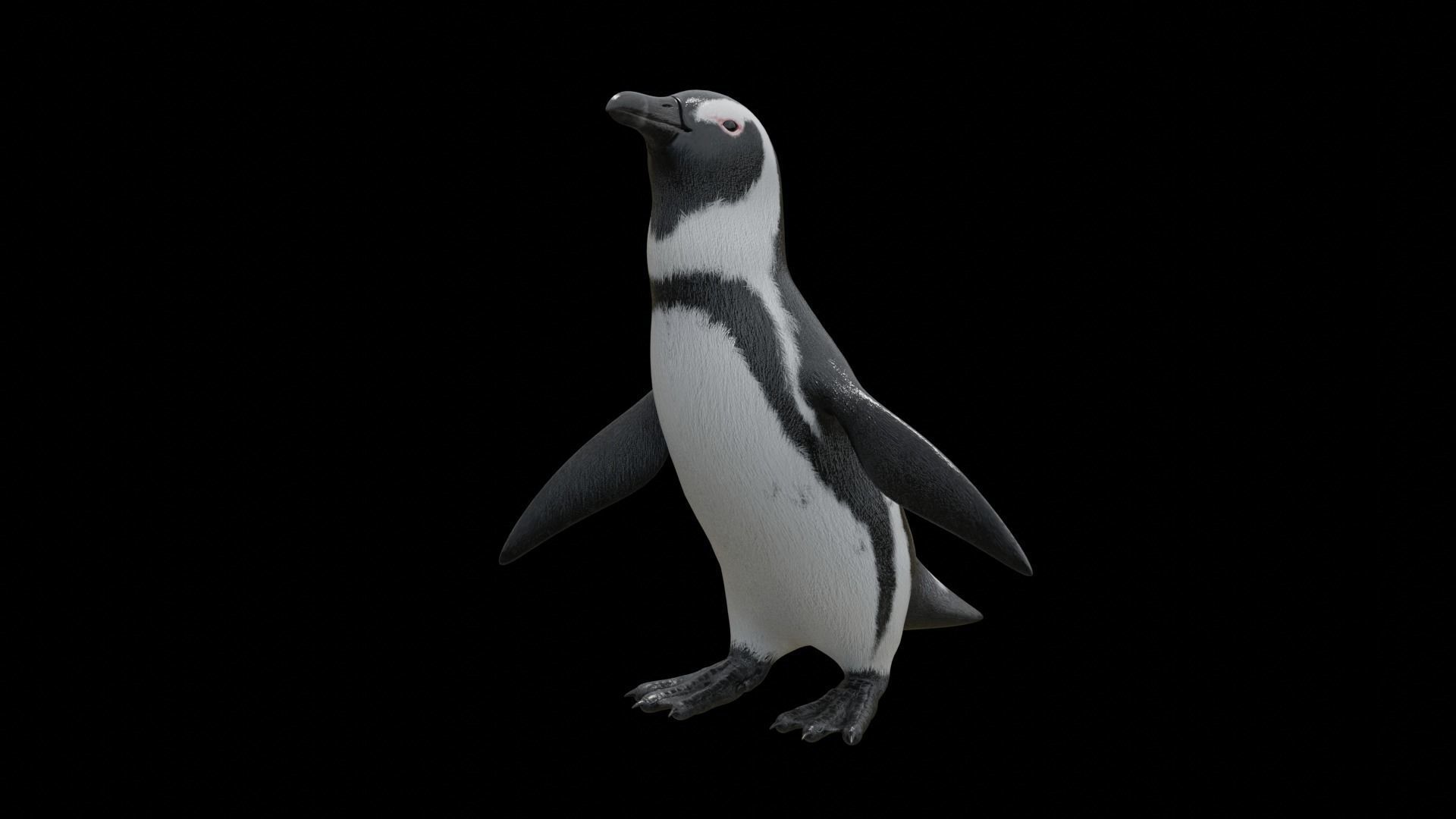 African penguin Low-poly 3D model_24