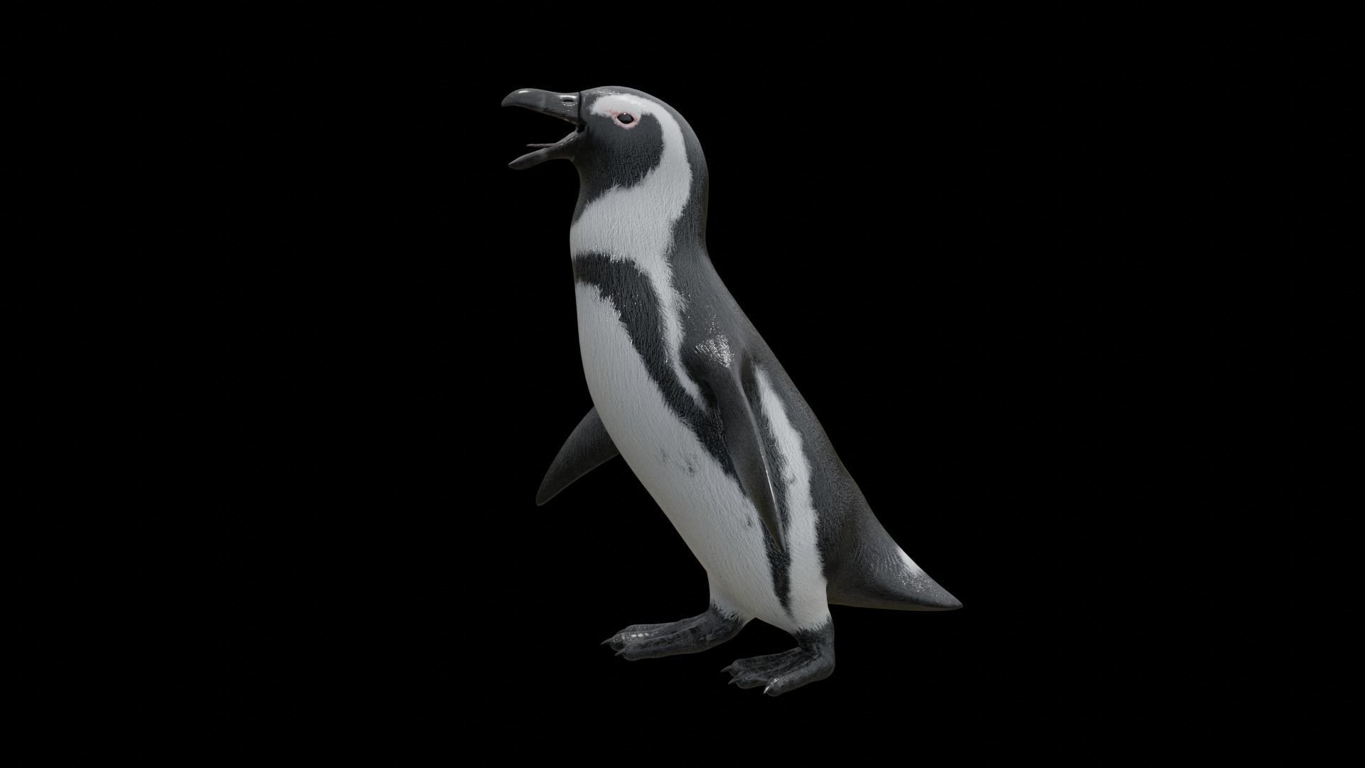 African penguin Low-poly 3D model_26