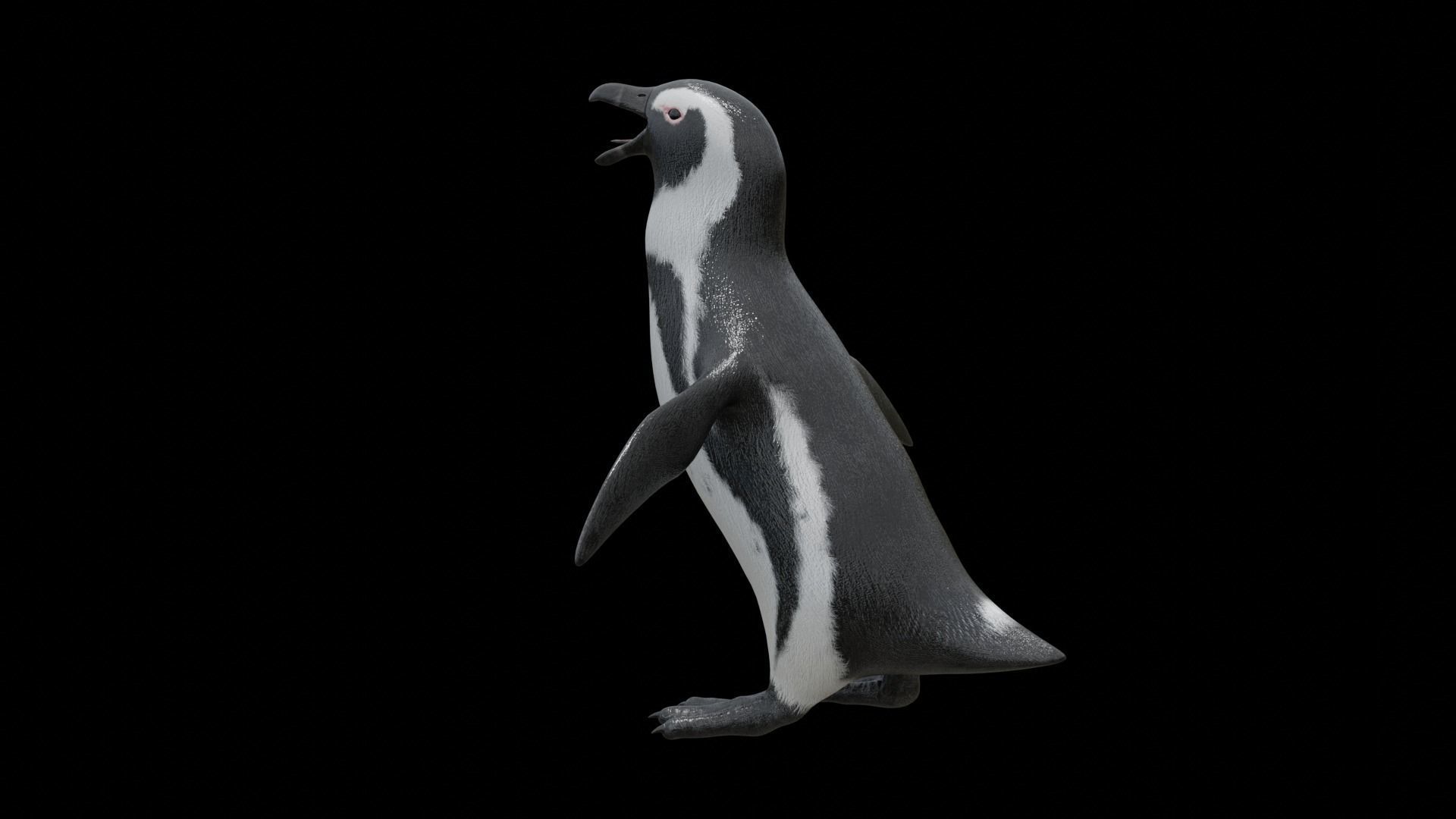 African penguin Low-poly 3D model_23
