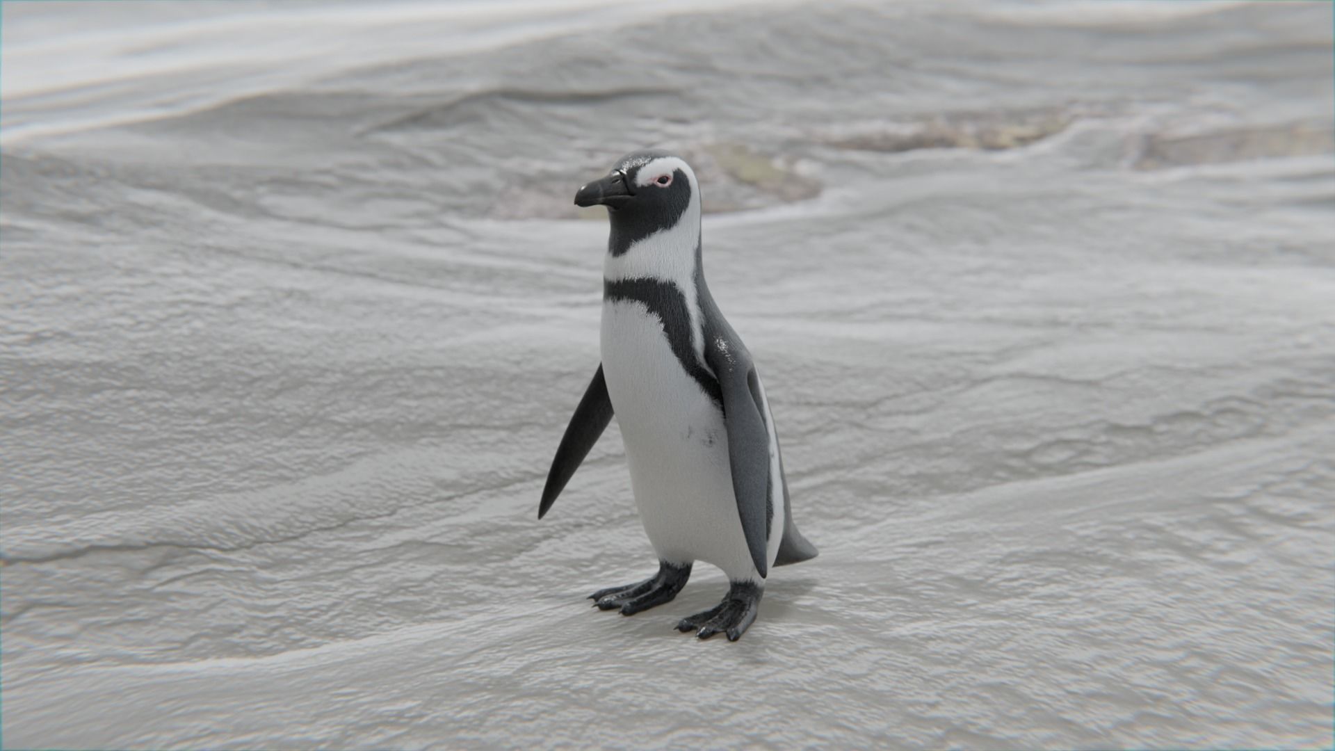 African penguin Low-poly 3D model_4