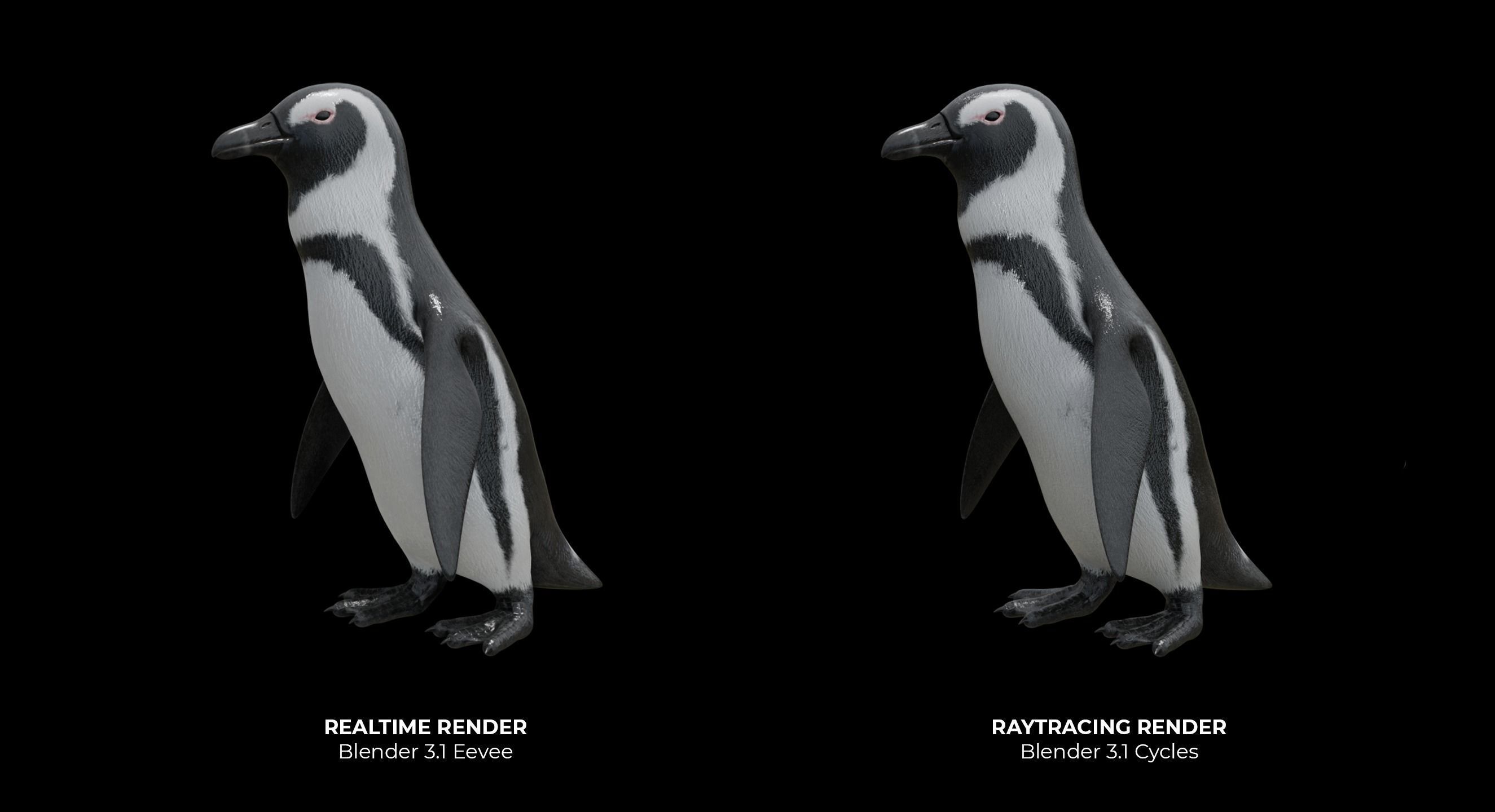African penguin Low-poly 3D model_3