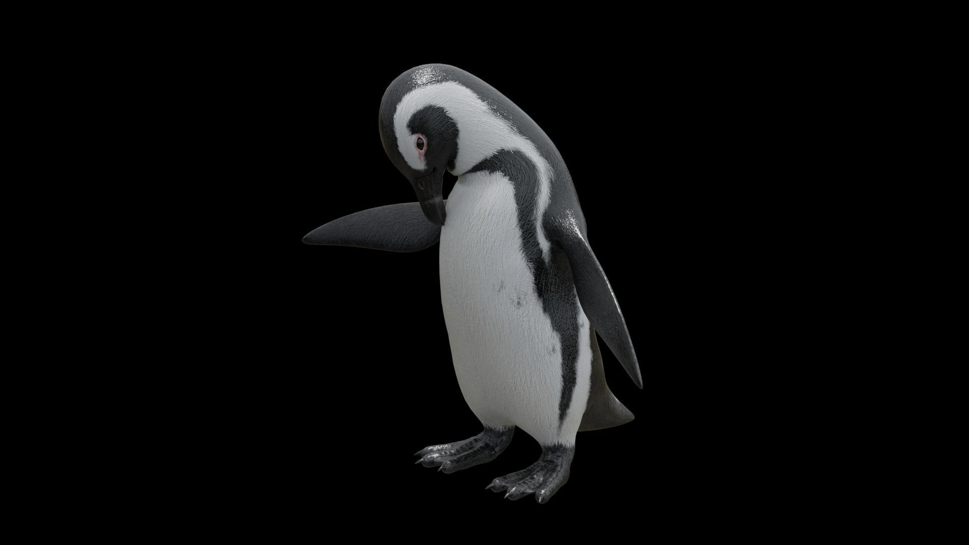 African penguin Low-poly 3D model_22